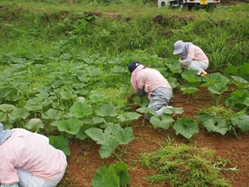当社の万次郎かぼちゃ畑