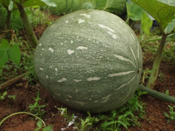 万次郎かぼちゃ