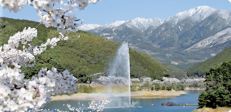 市房ダム1万本の桜